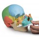 Osteopathie-Schädelmodell, didaktische Ausführung