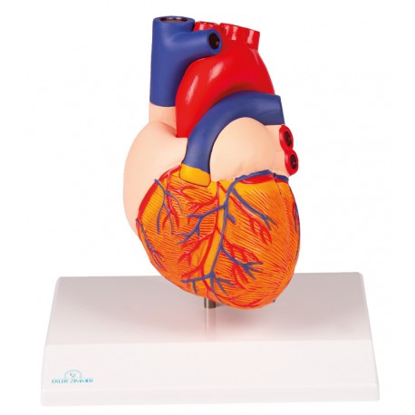 Herzmodell, natürliche Größe