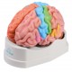 Gehirnmodell funktionell/regional