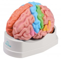 Erler-Zimmer Gehirnmodell funktionell/regional