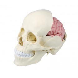 Osteopathie-Schädelmodell, anatomische Ausführung