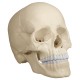 Osteopathie-Schädelmodell, anatomische Ausführung