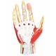 Anatomie der Hand, 7-teilig