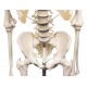 Skelett "Hugo" mit beweglicher Wirbelsäule