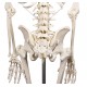 Skelett "Hugo" mit beweglicher Wirbelsäule