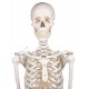 Skelett "Willi"