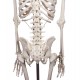 Skelett "Willi"