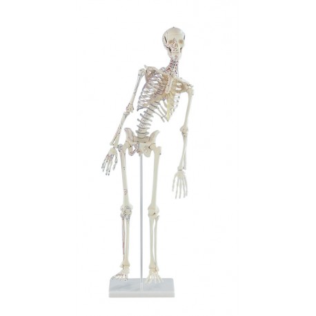 Miniatur-Skelett "Fred"