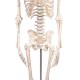 Miniatur-Skelett "Fred"