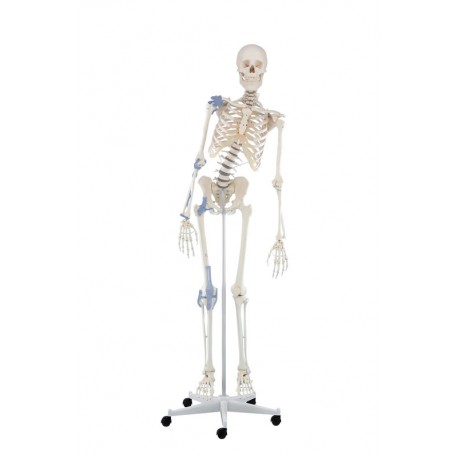 Skelett "Toni", beweglich