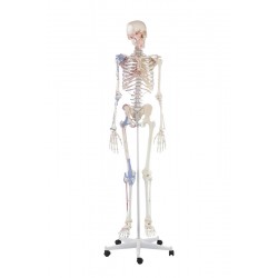 Skelett "Bert" mit Muskelmarkierungen