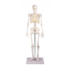 Erler-Zimmer Miniatur-Skelett "Tom"