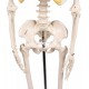 Miniatur-Skelett "Tom"