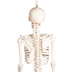 Erler-Zimmer Miniatur-Skelett "Paul" mit beweglicher Wirbelsäule