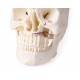 Schädelmodell für Zahnmedizin und Kieferchirurgie
