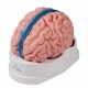 Anatomisches Gehirnmodell, lebensgroß
