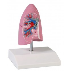 Erler-Zimmer Lungenhälfte, ½ natürliche Größe
